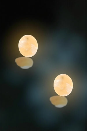 OVAL SHAPE ACETATE STONE POST EARRING